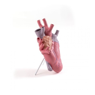 Love in Bloom Color – Vaso Cuore Anatomico Seletti 2