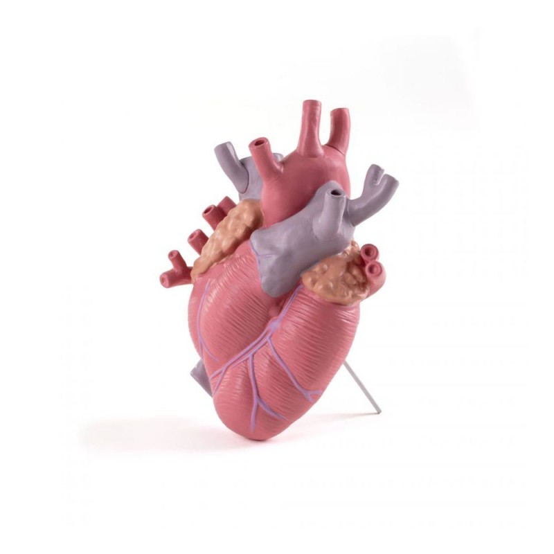 Love in Bloom Color – Vaso Cuore Anatomico Seletti