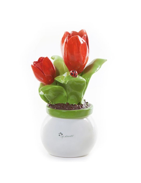 PIANTINE MEDIA TULIPANO