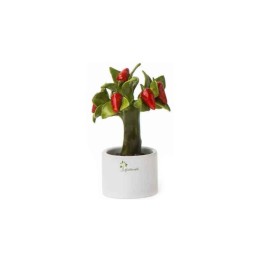 Gli Alberelli Alberello Allegro peperoncino 11 cm