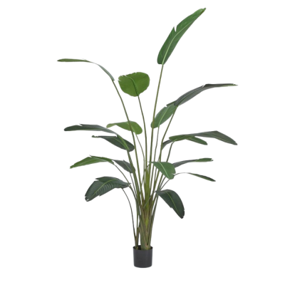 STRELITZIA CHIC C/VASO H245