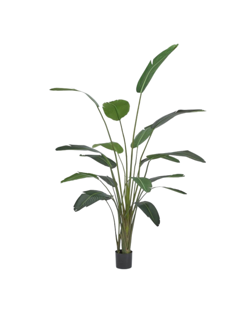 STRELITZIA CHIC C/VASO H245