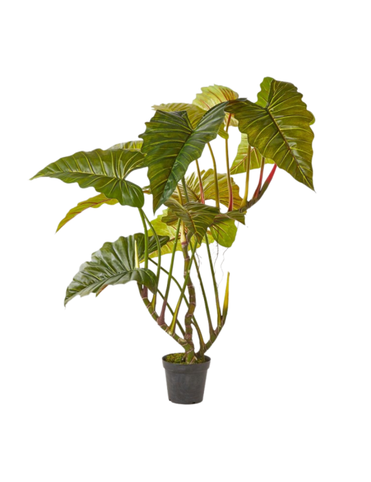 ALOCASIA PIANTA C/VASO H.177 14FG