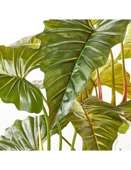 ALOCASIA PIANTA C/VASO H.177 14FG