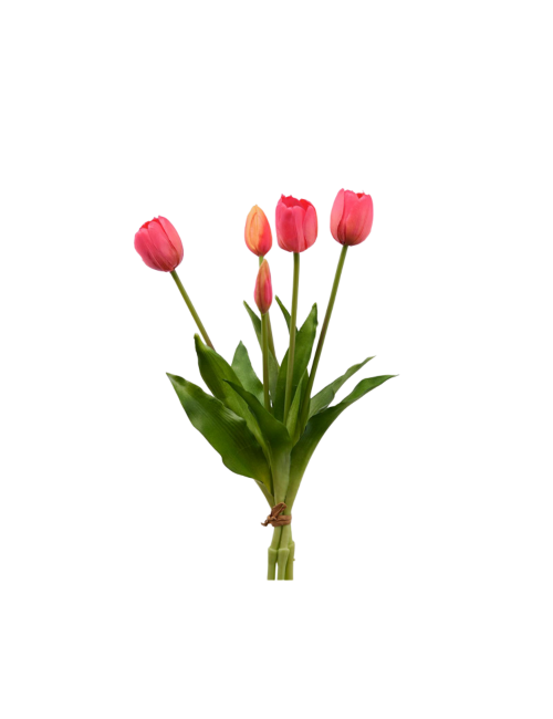 TULIPANO GOMM OLIS MZ5PZ H40 BEAUTY