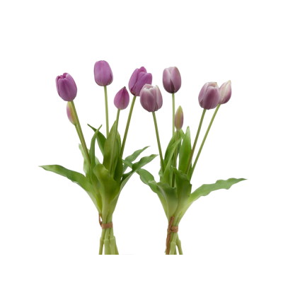 TULIPANO GOMM OLIS MZ5PZ H40 LILAC