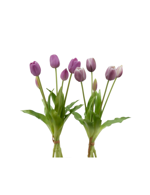 TULIPANO GOMM OLIS MZ5PZ H40 LILAC
