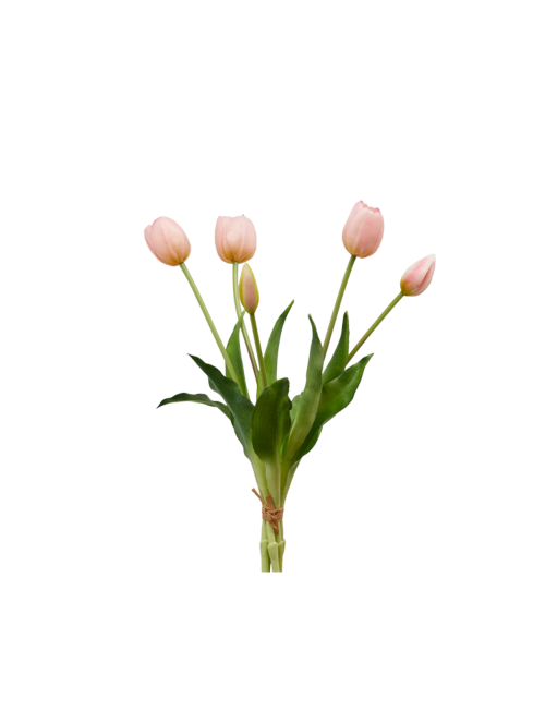 TULIPANO GOMM OLIS MZ5PZ H40 LT PINK