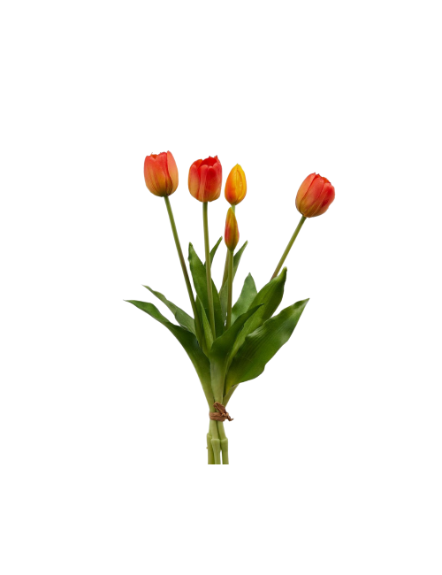 TULIPANO GOMM OLIS MZ5PZ H40 ORANGE