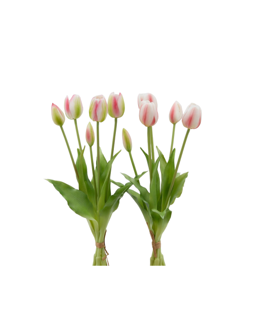 TULIPANO GOMM OLIS MZ5PZ H40 WHITE PINK