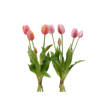 TULIPANO GOMM OLIS MZ5PZ H40 TT PINK