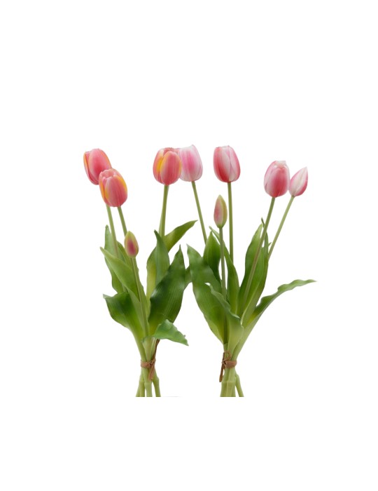 TULIPANO GOMM OLIS MZ5PZ H40 TT PINK