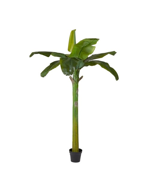 BANANO PIANTA C/VASO H185 (8FG)