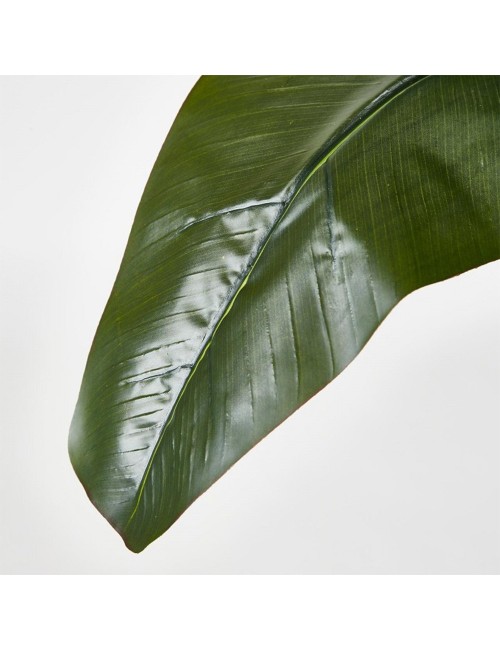 BANANO PIANTA C/VASO H185 (8FG)