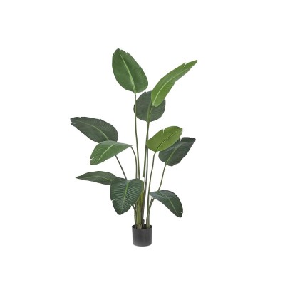STRELITZIA CHIC C/VASO H150
