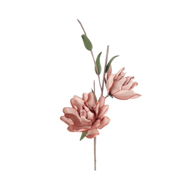 MAGNOLIA LILIIFLORA ROSA