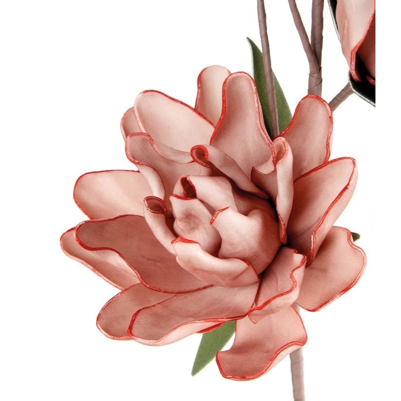 MAGNOLIA LILIIFLORA ROSA