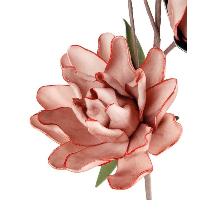 MAGNOLIA LILIIFLORA ROSA