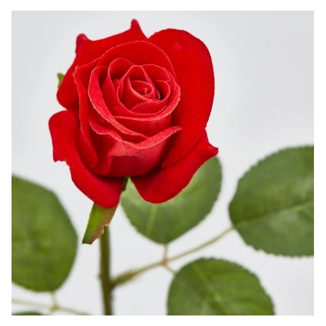 ROSA VELL. REAL RAMO H46
