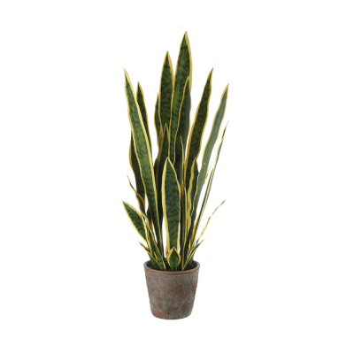 SANSEVERIA GRANDE