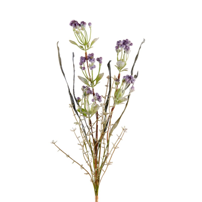 MORELLA VIOLA