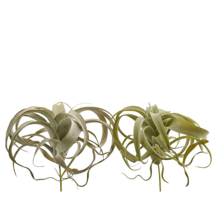 EDG Enzo De Gasperi Tillandsia artificiale West alta 27 cm