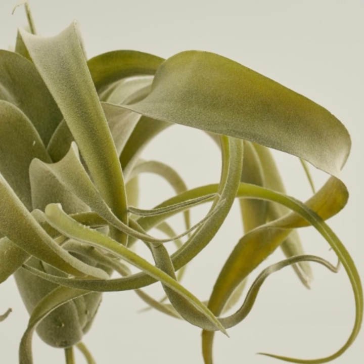 EDG Enzo De Gasperi Tillandsia artificiale West alta 27 cm