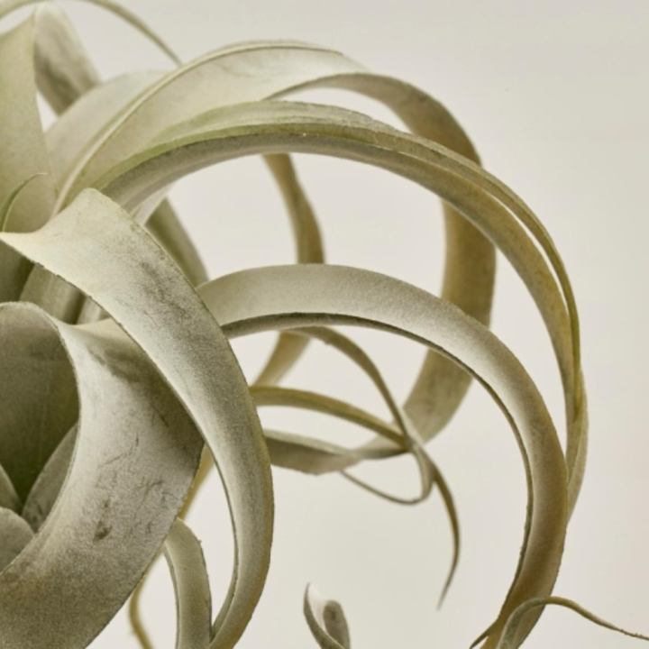 EDG Enzo De Gasperi Tillandsia artificiale West alta 27 cm