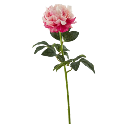 PEONIA REAL RAMO H72