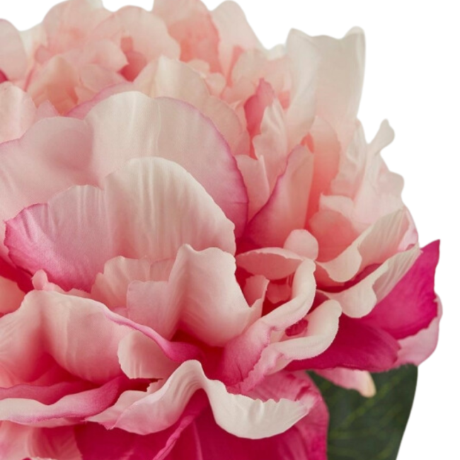 PEONIA REAL RAMO H72