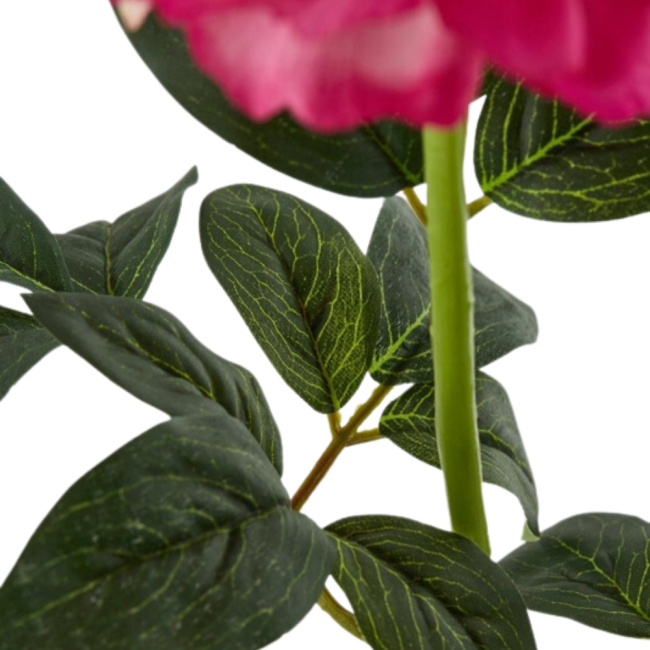PEONIA REAL RAMO H72