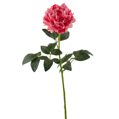 PEONIA REAL RAMO H72