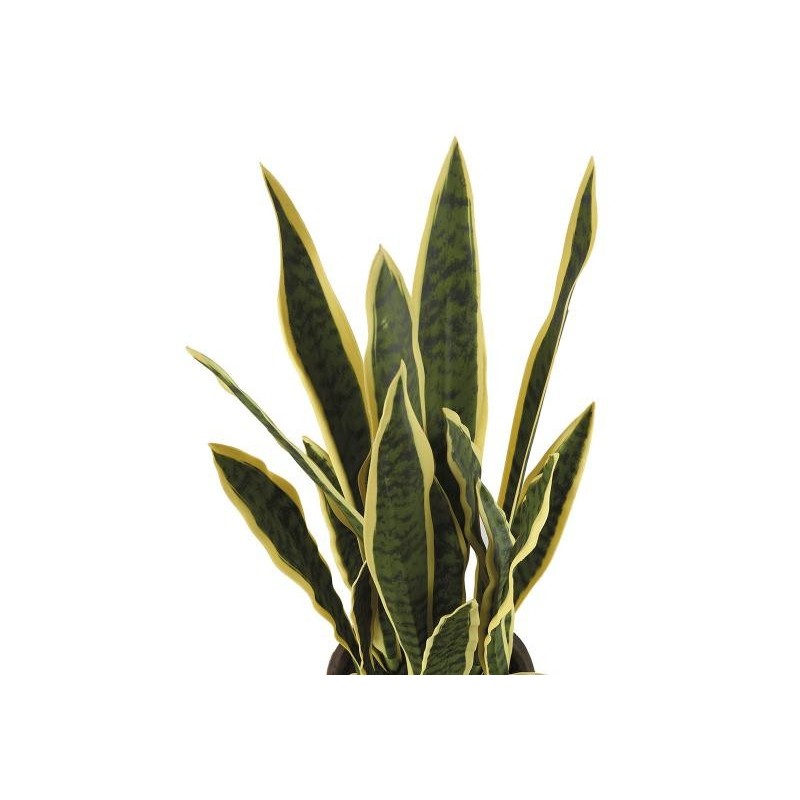 SANSEVERIA GRANDE
