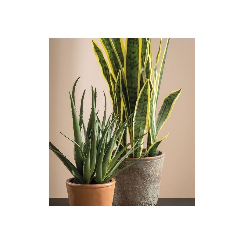 SANSEVERIA GRANDE