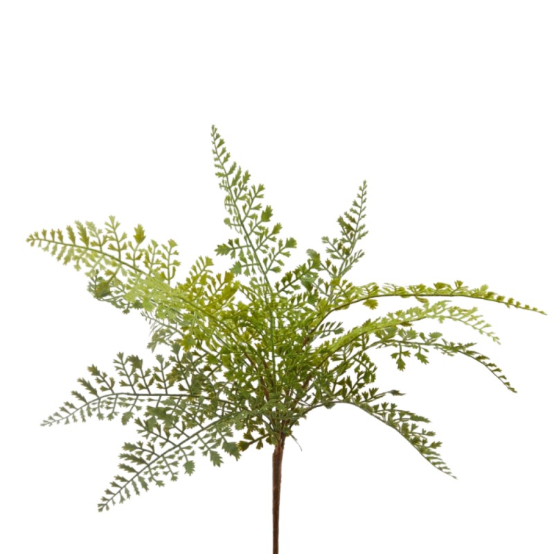 Felce Olis Cespuglio H 45 cm Verde – EDG Enzo De Gasperi