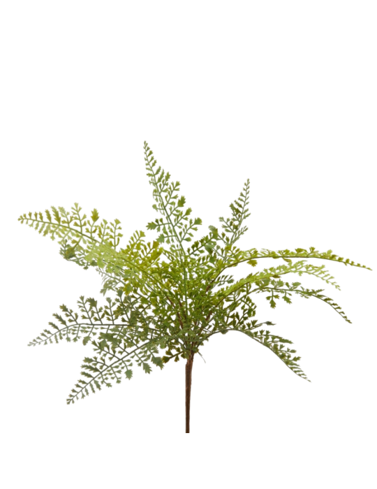 Felce Olis Cespuglio H 45 cm Verde – EDG Enzo De Gasperi