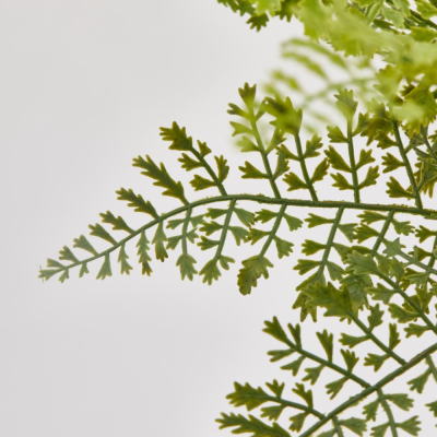 Felce Olis Cespuglio H 45 cm Verde – EDG Enzo De Gasperi 2