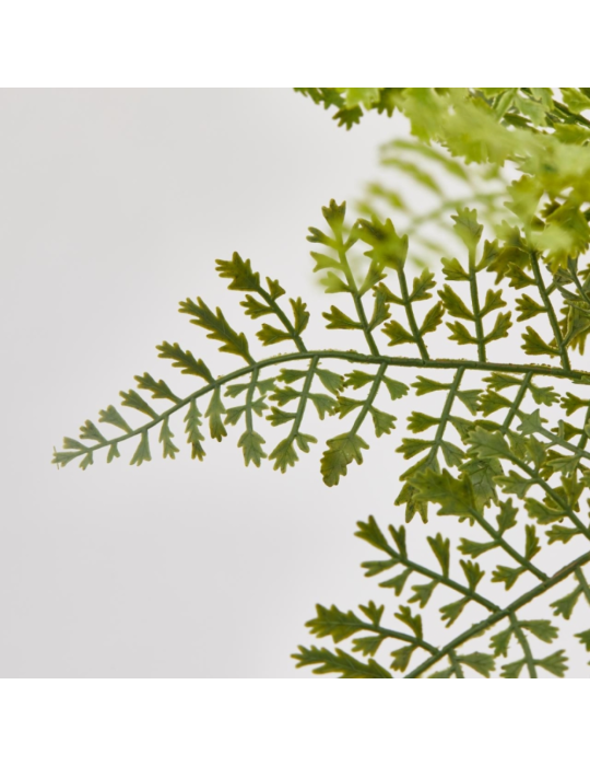 Felce Olis Cespuglio H 45 cm Verde – EDG Enzo...