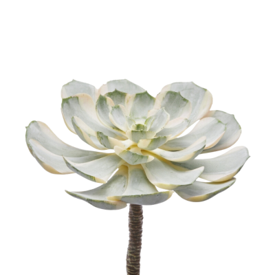 Pianta Succulenta Artificiale Aeonium Sunburst D16 cm...