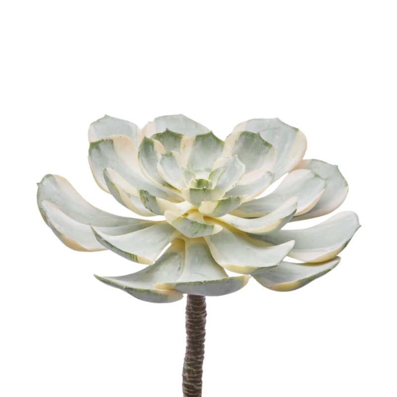 Pianta Succulenta Artificiale Aeonium Sunburst D16 cm White Green - Enzo De Gasperi (EDG)