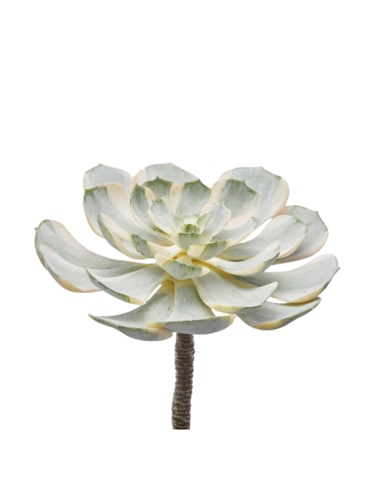 Pianta Succulenta Artificiale Aeonium Sunburst D16 cm White Green - Enzo De Gasperi (EDG)