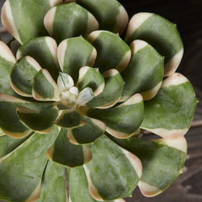 Pianta Succulenta Artificiale Aeonium Sunburst D16 cm... 2