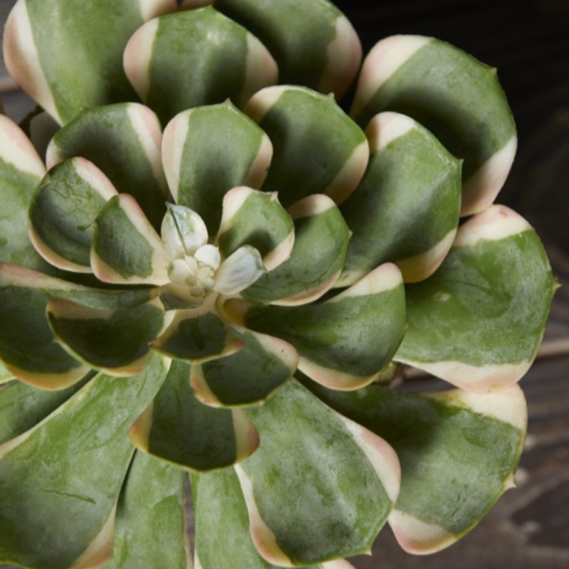 Pianta Succulenta Artificiale Aeonium Sunburst...
