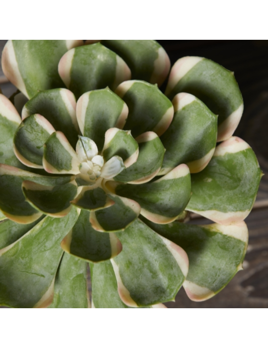 Pianta Succulenta Artificiale Aeonium Sunburst...