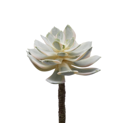 Pianta Succulenta Artificiale Aeonium Sunburst - EDG Enzo...