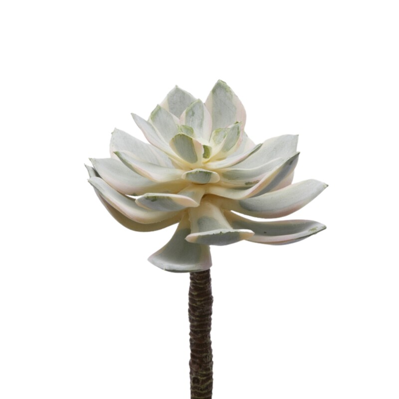 Pianta Succulenta Artificiale Aeonium Sunburst - EDG Enzo De Gasperi
