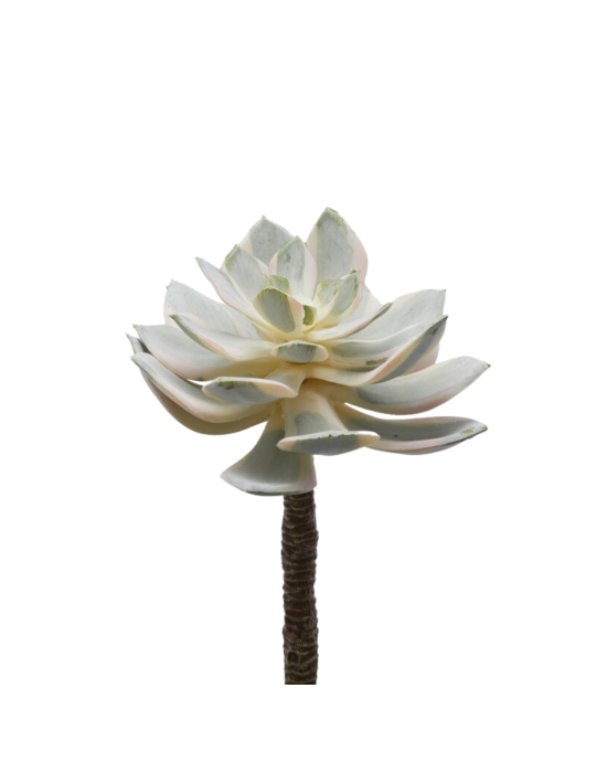Pianta Succulenta Artificiale Aeonium Sunburst - EDG Enzo De Gasperi