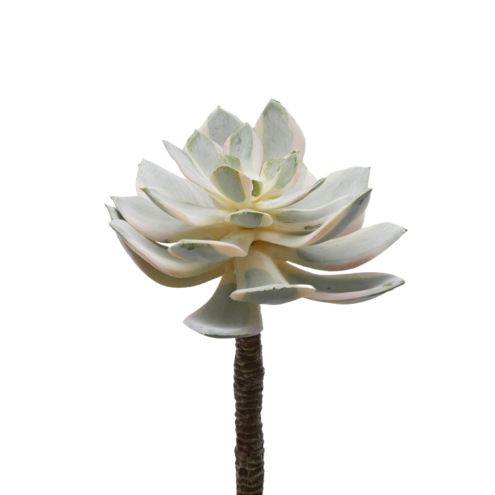 EDG Pianta grassa artificiale Aeonium Sunburst