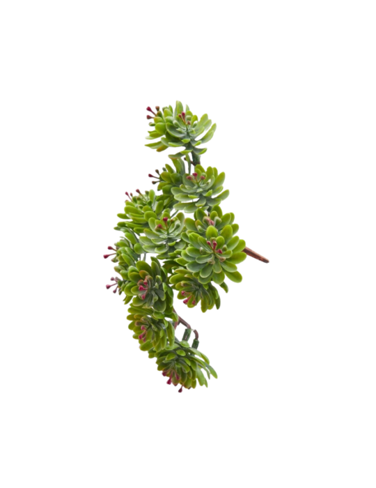 CRASSULA OVATA BELL PICK H12