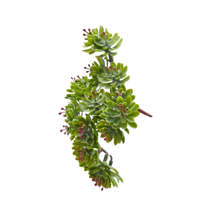 EDG Pick di crassula ovata Bell artificiale alto 12 cm